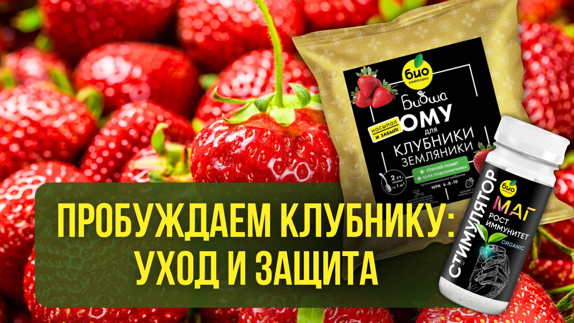 Пробуждаем клубнику: уход и защита