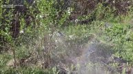 Возвратные ЗАМОРОЗКИ засуха и СТРЕСС, как спасти растения