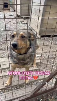 Шурик совсем поник в приюте💔