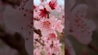 ПЕРСИКОВЫЙ САД апр 2025