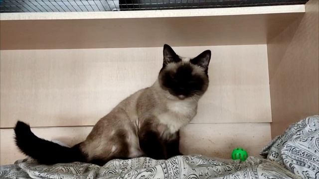 Верона в поиске дома
