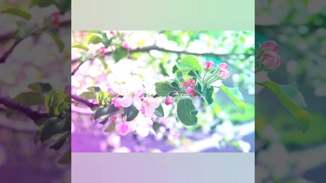 Здравствуй,ласковый май.🪻

#Весна #Май #Пятница