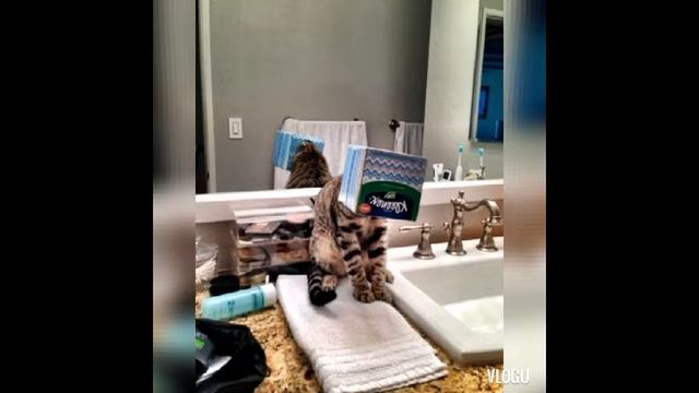 (9.10.2019г.) Я,их соединила,- Оцените ! Осень+ котики !😄😊👌😆Красота от ИЕГОВЫ ВЕЛИКОЛЕПНАЯ !!!!!