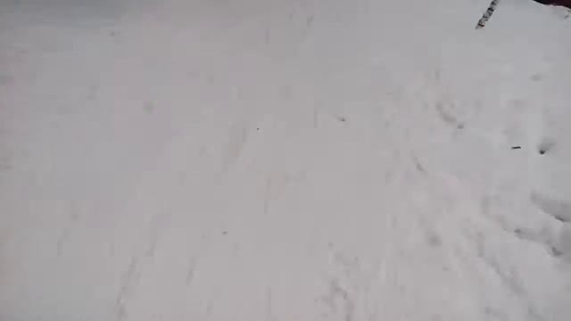 Урок физкультуры на лыжах