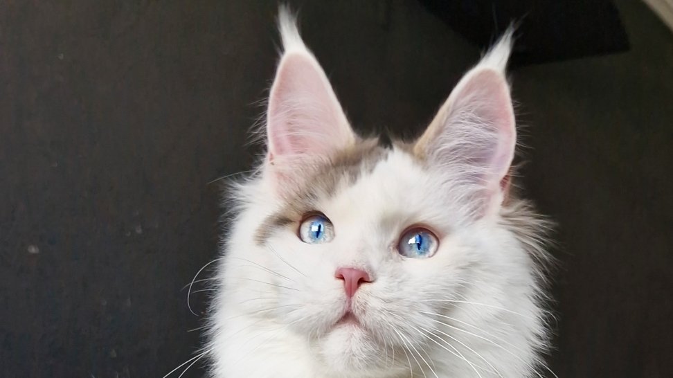 купить котенка мейн кун с голубыми глазами