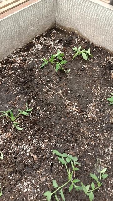 посадка помидор 🍅 в теплице