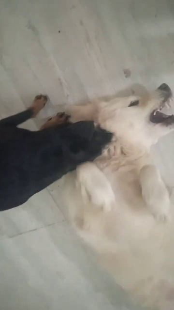 Собаки грызут друг друга 😱
