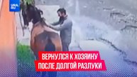Конь Мажор прошел 10 километров, чтобы вернуться к хозяину спустя годы разлуки