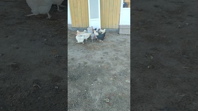 Праздник или выходной, а на хозяйство надо идти☝ или доброе утро из деревни🏡