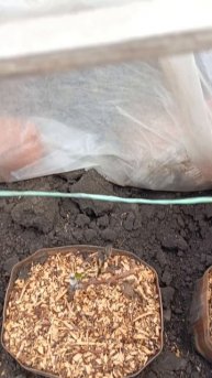 заморозок 28.04.25г последствия.