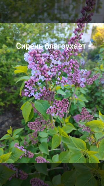 майские