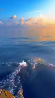 красота