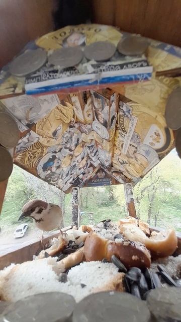 1000042393.mp4Кормушка.02.05.2025г.