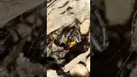Из жизни паука Steatoda paykulliana.mp4