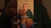 Не доказал добросовестность, должную осмотрительность - не получишь компенсацию 🫰🏻