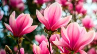 🌿 РИТМИЧНАЯ РАССЛАБЛЯЮЩАЯ МУЗЫКА ДЛЯ ЙОГИ И МЕДИТАЦИИ 🎵 УМИРОТВОРЯЮЩАЯ РЕЛАКС МУЗЫКА ДЛЯ ДУШИ