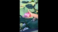 Лотосы в дельте реки Волга