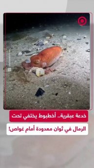 أخطبوط يستخدم حيلة ذكية للاختفاء داخل الرمال في أعماق البحار