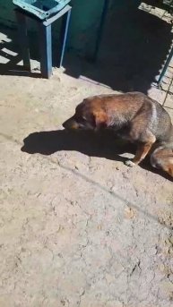 Собаке нужна помощь