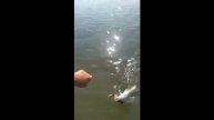 Судаковая лихорадка на реке Волга