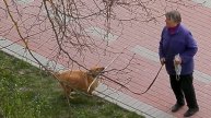 Весна пришла,коты прилетели