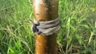 🌳 ЗАЩИТА ДЕРЕВЬЕВ ОТ МУРАВЬЁВ – копеечный способ, который РАБОТАЕТ!