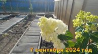 7 соток. Отсев 20 кубов на дорожки между грядками. Хроника Сентябрь 2024 год. 1 часть