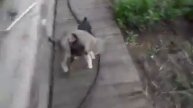 А ну быстро домой! Go home, quickly!