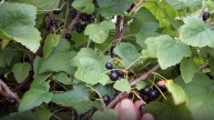 ✂️ ПРАВИЛЬНАЯ ОБРЕЗКА СМОРОДИНЫ – секреты формирования куста для рекордного урожая!