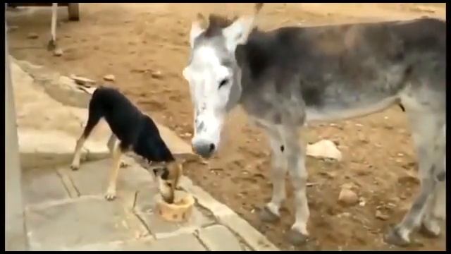 Приколы.Собака и ишак