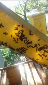 Едем на пасеку! #shorts