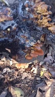 ЗИМНИЕ ОПЯТА ФЛАМУЛИНА БАРХАТИСТОНОЖКОВАЯ #грибы #опята #фламулина