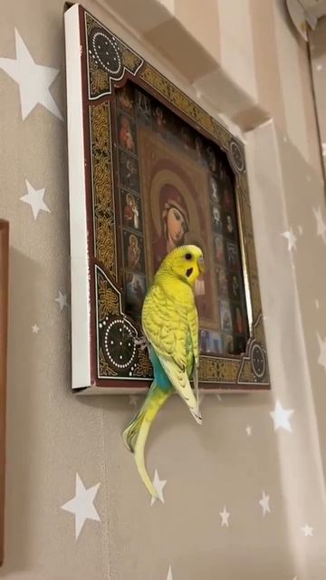 Никогда не оставляйте попугаев с бабулями надолго