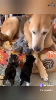 clip-218489006_456262159.mp4