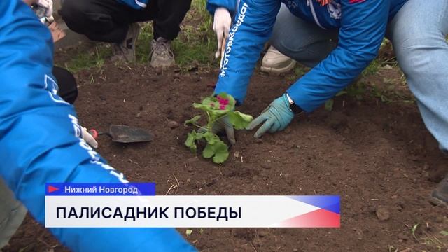 Ежегодная акция «Палисадник Победы» проходит в Нижнем Новгороде