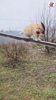 Рыжуля сегодня нарядный на работу пришёл 🎩😻❤️
