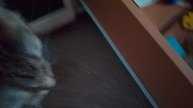 Выбираю ИГРУШКУ Для КОШКИ! В Конце Кошка УБЕЖАЛА!