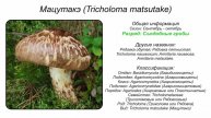 2025.РОССИЯ:ШТАФ ЗА ЕЗДУ НА САМОКАТЕ, НЕВЕРНАЯ ПЕРЕВОЗКА ЖИВОТНЫХ, 9 ЛЕТ ЗА ГРИБ, НЕ ВЫПУСТЯТ ИЗ..