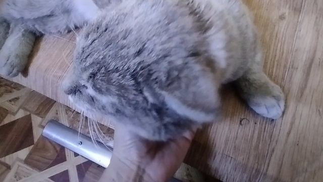 Потрудились на славу/Обработали собак от клещей и блох/