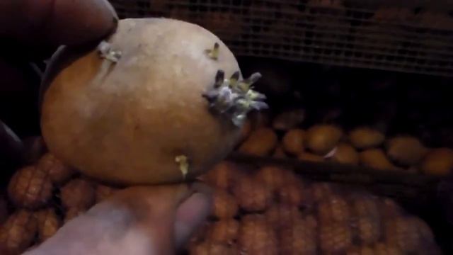 Важная подготовка картофеля  к посадке как правильно прорастить картошку перед посадкой.