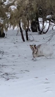 Снег в Канаде 😍 и живые снежные кучки 🐰🐰🐰 #shorts #funnyanimals #nature