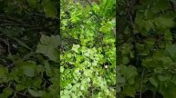 Деревья у нас повалило.
С другой стороны дома тоже слышен звук пилы