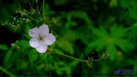 ❤❤❤ Клип, который дышит жизнью - Dreams Came True (Medium Version) -- BoDleasons -- Moments of Inspi