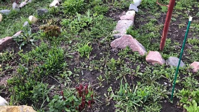Какие овощи растут у меня в парнике часть 10
