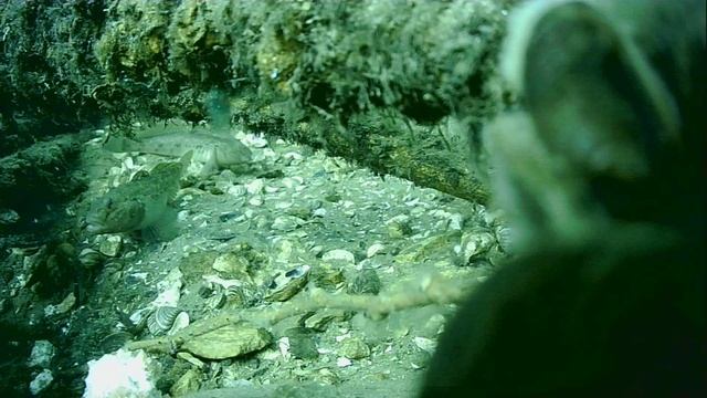 1000042375.mp4Волга гл.5м 02.05.2025г.