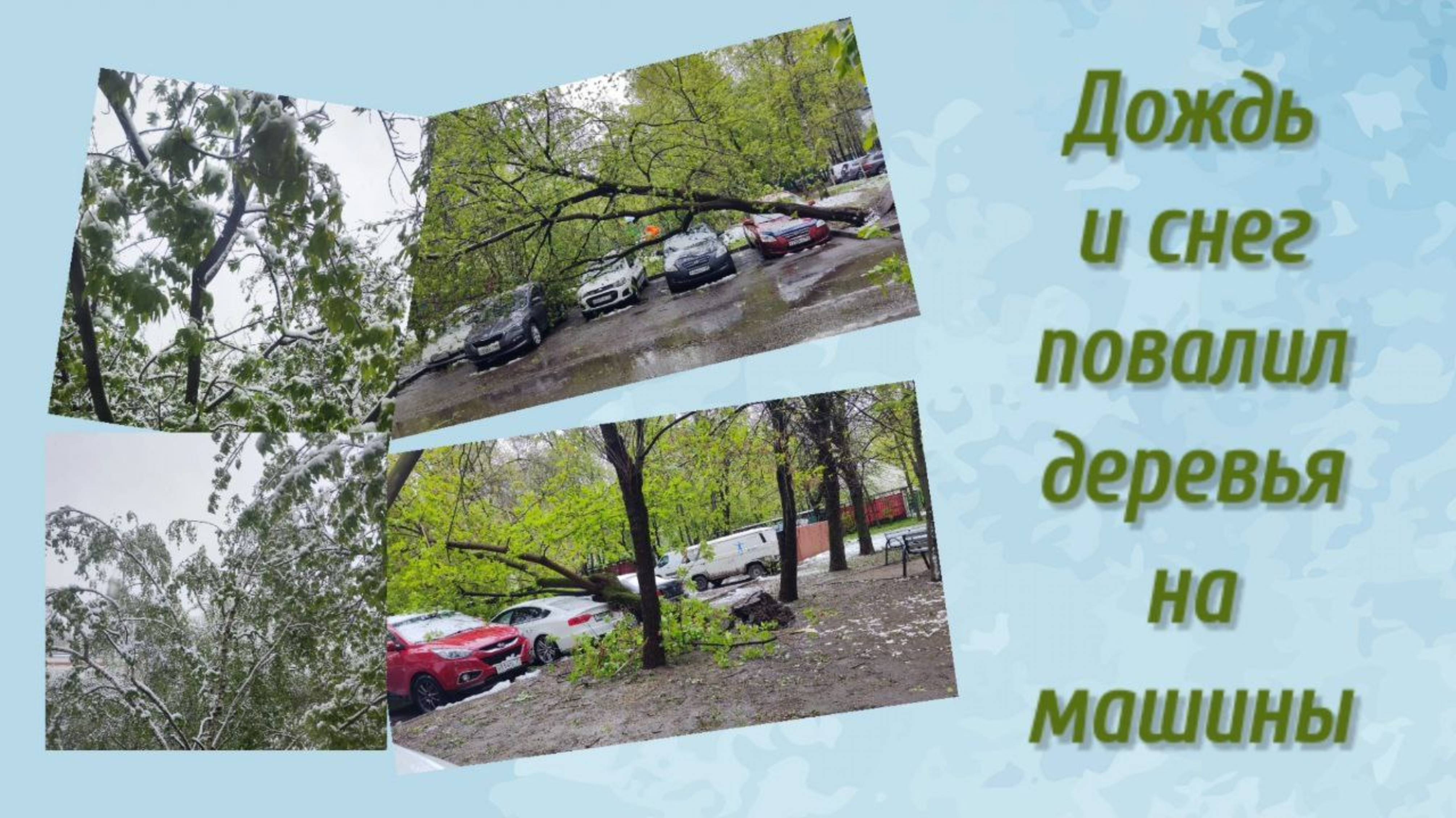 От снега упали деревья 2.05.2025 года
