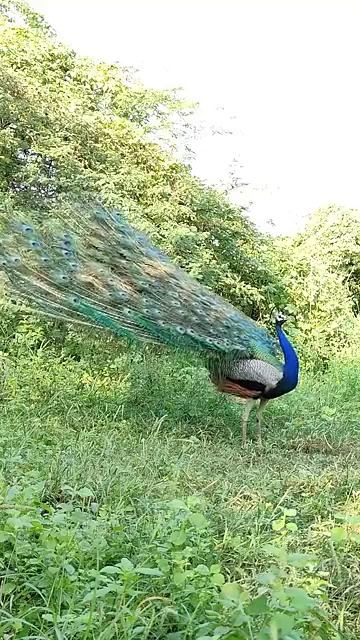 Cute peacock #peacok #birds #peacock