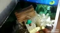 Симка кушает!😜🐢