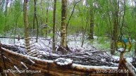 Весений лес онлайн #Relaxing #природа #звуки леса #птицы #погода