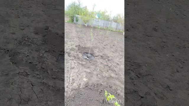 Абрикосы устояли!
